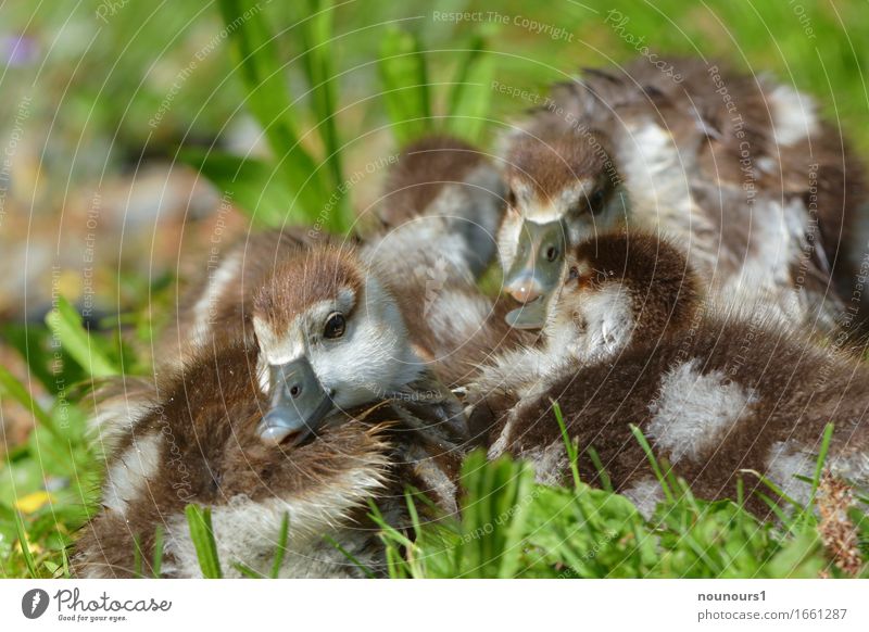 closely together Animal Wild animal Nile geese Nile Goose nilgan chicks Group of animals Baby animal Touch To enjoy Crouch Lie Sit Together Happy Beautiful