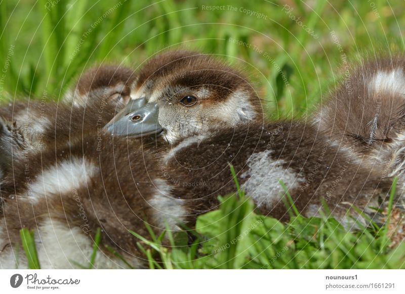security Animal Wild animal nilgan chicks Touch Relaxation Freeze Crouch Lie Sit Natural Curiosity Cute Soft Brown White Contentment Joie de vivre (Vitality)
