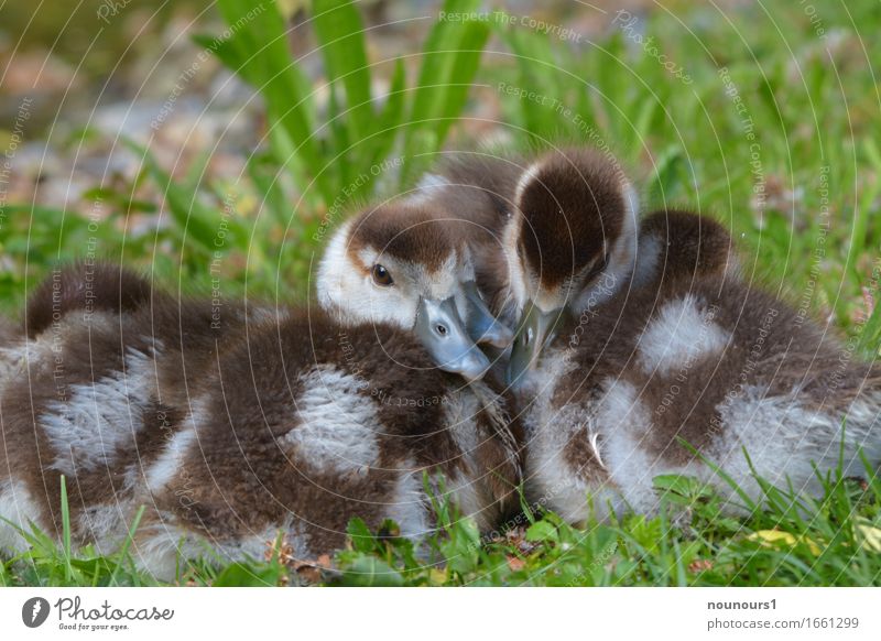 cuddly squad Animal Wild animal nilgan chicks Group of animals Baby animal Touch Freeze Lie Sleep Together Cuddly Curiosity Cute Soft Brown White Contentment