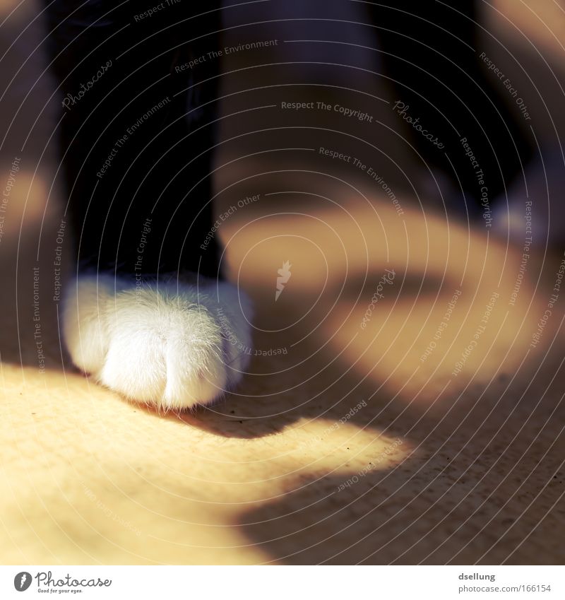 You can't stand on one leg... Colour photo Exterior shot Deserted Day Light Shadow Sunlight Shallow depth of field Pet Cat Paw 1 Animal Stand Firm