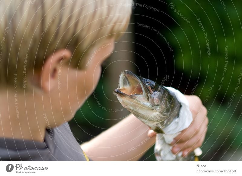 proud Colour photo Subdued colour Exterior shot Close-up Detail Day Shallow depth of field Animal portrait Looking away Food Fish Leisure and hobbies