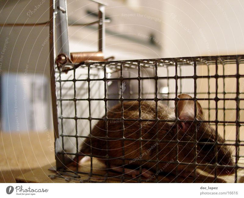 https://www.photocase.com/photos/16616-falling-mouse-mouse-trap-tails-captured-cage-brown-photocase-stock-photo-large.jpeg