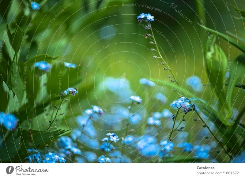 Blue and green; blooming forget-me-not Nature Plant Flower Leaf Blossom Wild plant Forget-me-not Garden Blossoming Faded Growth Esthetic Happiness Green