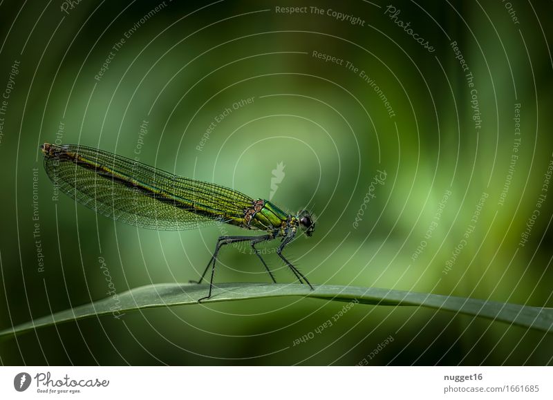 banded dragonfly (Calopteryx splendens) &#9792; Nature Animal Wild animal Dragonfly Demoiselles 1 Esthetic Exceptional Exotic Thin Yellow Green Black