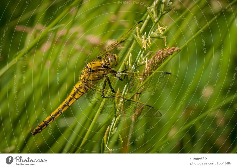 Large Blue Arrow Nature Animal Meadow Wild animal Wing Dragonfly 1 Sit Exotic Natural Feminine Brown Yellow Green Love of animals Colour photo Exterior shot