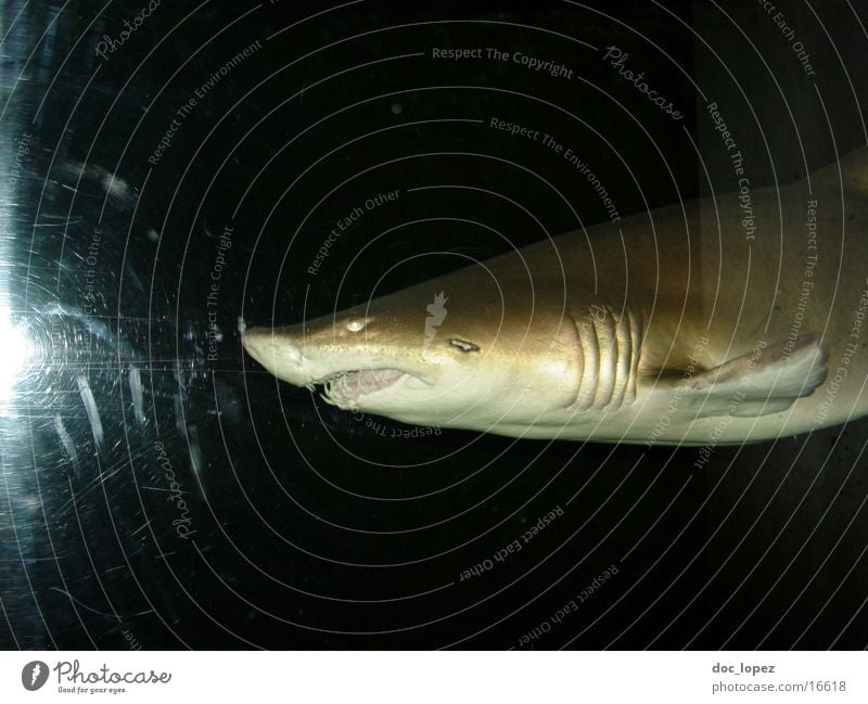 hi fish Shark Beast Dark Ocean Dangerous Thief Threat Fish Wild animal Water Set of teeth Hunting