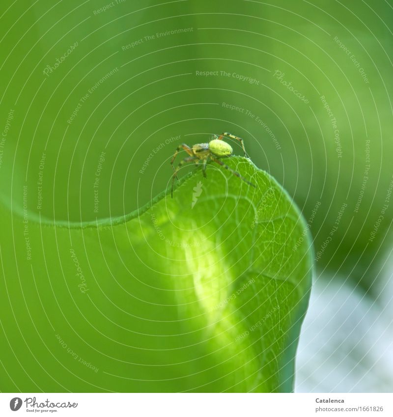 On migration, the pumpkin spider on the edge of the leaf Nature Plant Animal Leaf Garden Wild animal Spider 1 Crawl Elegant pretty Green Attentive Life