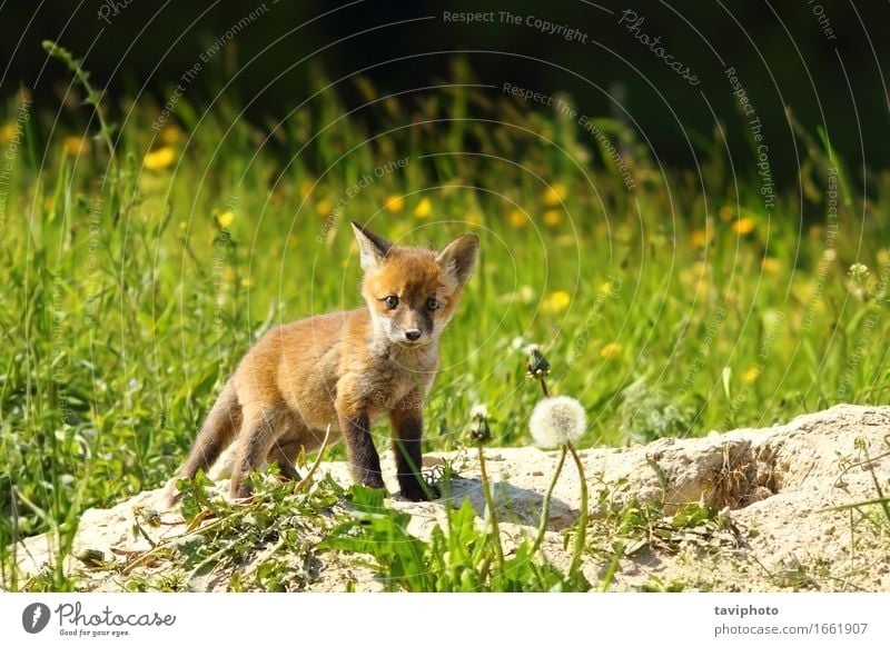 cute red fox cub looking at camera Beautiful Hunting Camera Baby Nature Animal Grass Forest Fur coat Dog Baby animal Stand Small Cute Wild Red vulpes Fox