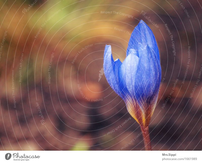 Opening Nature Plant Spring Beautiful weather Flower Blossom Expectation Beginning Exterior shot Detail Abstract Copy Space left Copy Space top