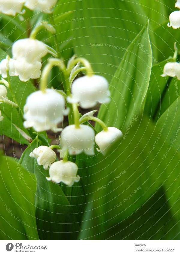 lily of the valley Colour photo Exterior shot Close-up Macro (Extreme close-up) Day Blur Shallow depth of field Central perspective Nature Plant Earth Spring