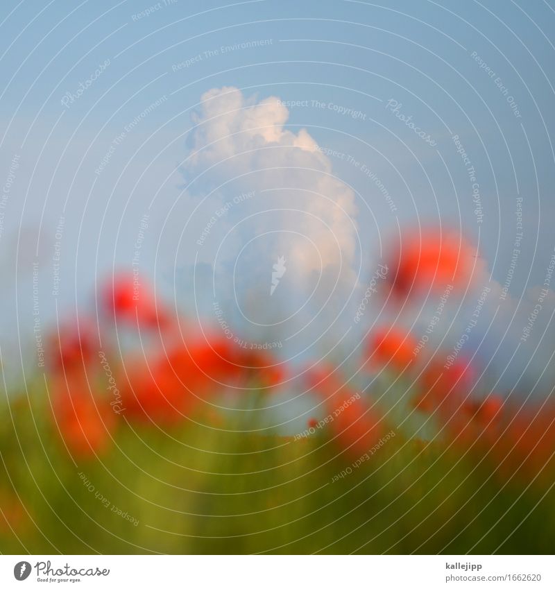 corn poppy Environment Nature Landscape Plant Animal Flower Meadow Field Sustainability Poppy blossom May June Summer Thunder and lightning Storm clouds Horizon