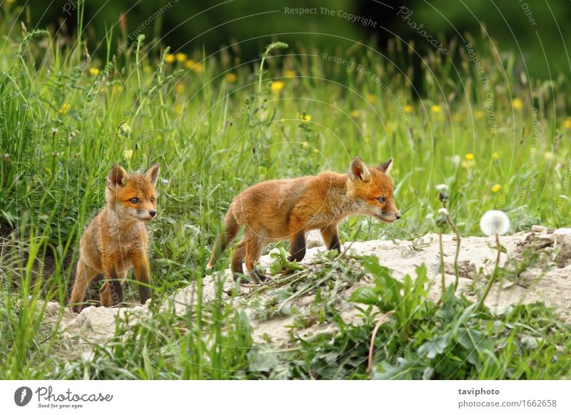 fox cubs near the burrow Happy Beautiful Face School Baby Woman Adults Family & Relations Friendship Nature Animal Grass Fur coat Dog Baby animal Small Near