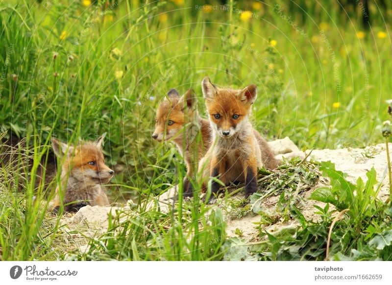 fox cubs near the den Beautiful Face Baby Nature Animal Sand Grass Dog Baby animal Listening Sit Small Natural Cute Wild Brown Green Red Loneliness Fox wildlife