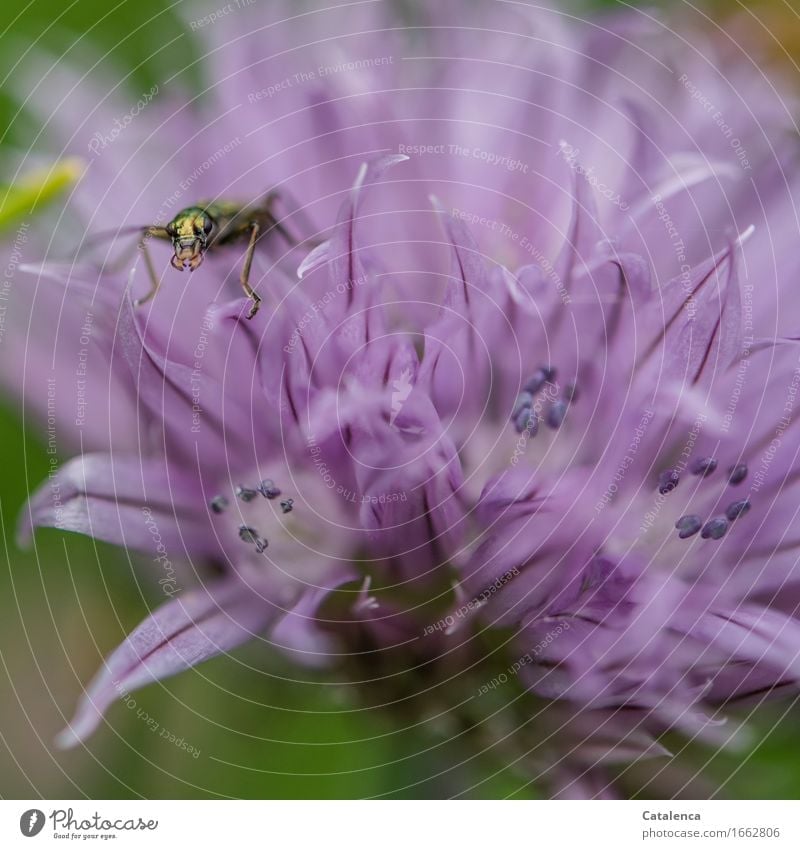 Insect crawling on the chive flower Plant Animal Flower Blossom Chives Garden Wild animal Beetle 1 Blossoming Crawl Faded Esthetic pretty Green Violet Pink