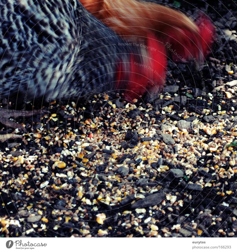 Chicken action Colour photo Exterior shot Close-up Day Shadow Contrast Motion blur Animal portrait Farm animal Barn fowl 2 Exotic Peck