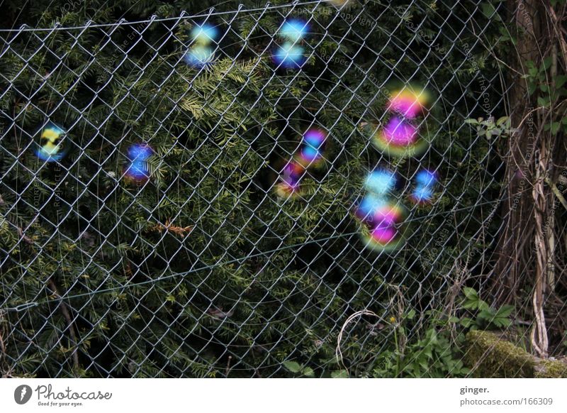 Soap Bubbles vs. Wire Mesh Fence Leisure and hobbies Playing Multicoloured Moody Ease Soap bubble Wire netting fence Plant Round Hover Dark green Stone