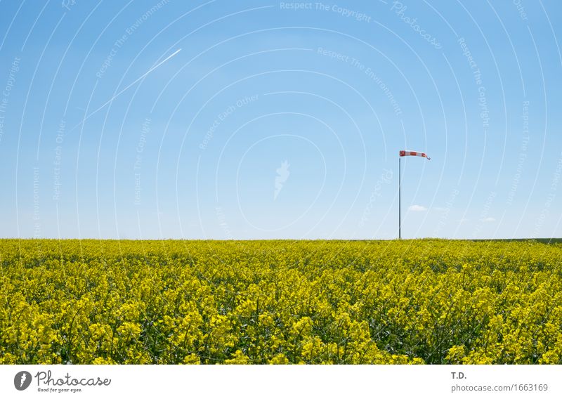 cream puffs Nature Landscape Air Sky Cloudless sky Spring Summer Beautiful weather Wind Agricultural crop Canola Field Airplane Vapor trail Windsock Observe