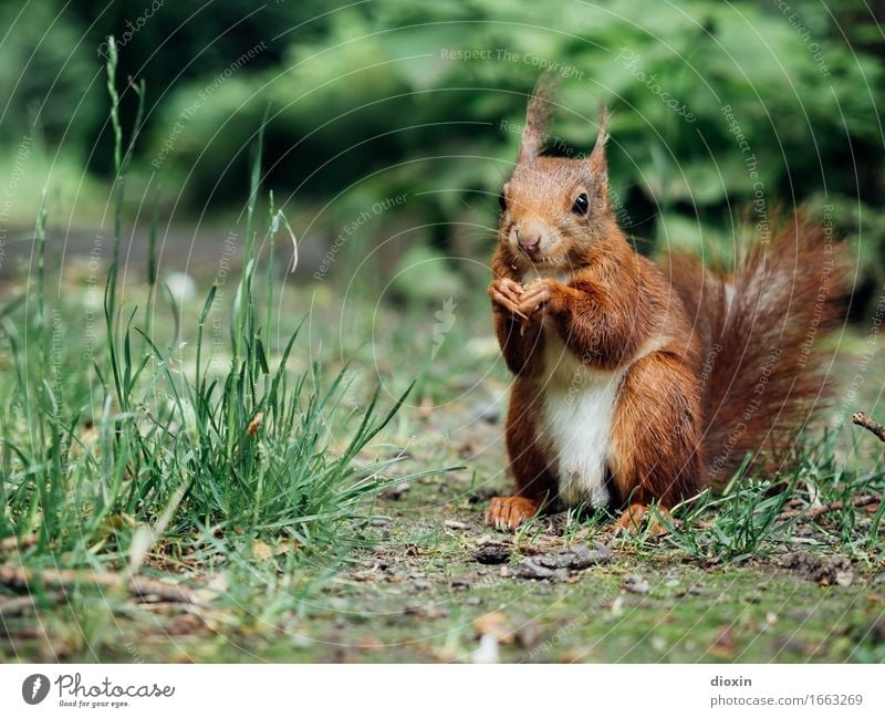 Sit down! Environment Nature Plant Animal Grass Bushes Garden Park Forest Wild animal Squirrel 1 Cuddly Small Natural Cute Colour photo Exterior shot Close-up
