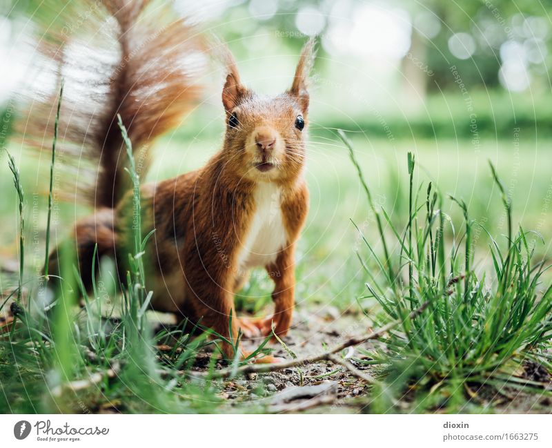 Got 8! Park Animal Wild animal Squirrel 1 Cuddly Small Natural Curiosity Cute Interest Nature Colour photo Exterior shot Close-up Deserted Copy Space right Day