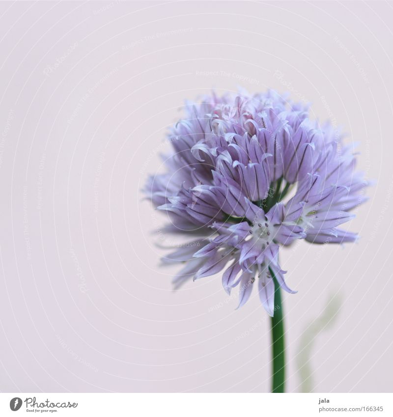 Still lovely chive Colour photo Exterior shot Close-up Detail Day Shadow Plant Flower Bright Beautiful Chives Blossom Violet Herbs and spices Herb garden