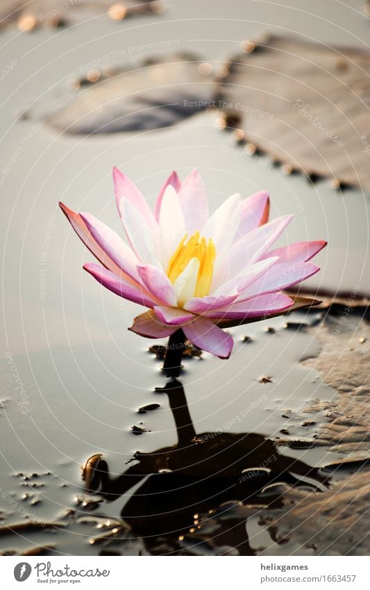 Lotus Flower (water Lilly Nature Plant Blossom Pond Places Pink Backwaters Kerala India Blossom leave south india Water lily Shallow depth of field