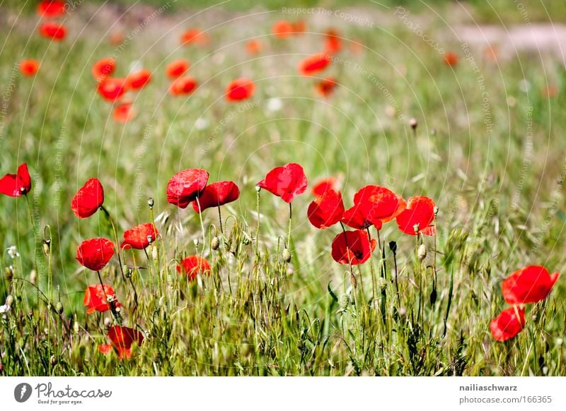poppy meadow Colour photo Multicoloured Exterior shot Close-up Deserted Morning Shallow depth of field Nature Plant Spring Flower Grass Field Blossoming Growth