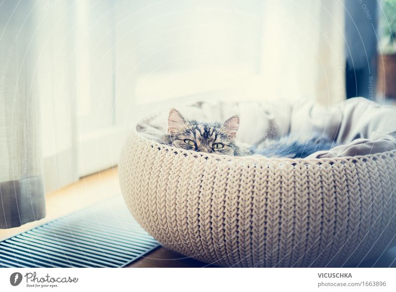 Sweet funny cat in cat basket Lifestyle Living or residing Flat (apartment) Room Animal Pet Cat 1 Soft Design Basket Hunting Window Looking into the camera