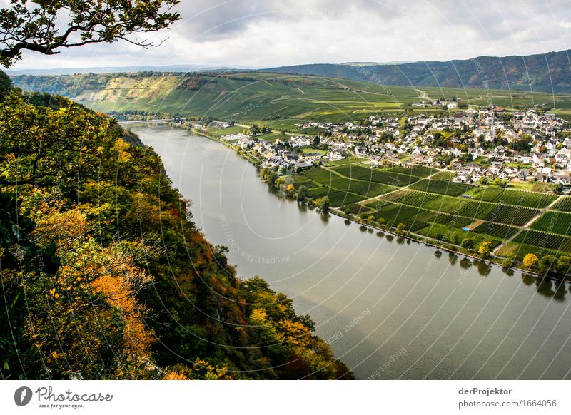 Moselle view of the grape harvest Vacation & Travel Tourism Trip Far-off places Freedom Sightseeing Mountain Hiking Environment Nature Landscape Plant Animal