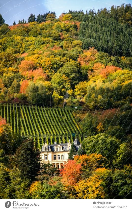 Castle with a lot of autumn Vacation & Travel Tourism Trip Adventure Far-off places Freedom Mountain Hiking Environment Nature Landscape Autumn