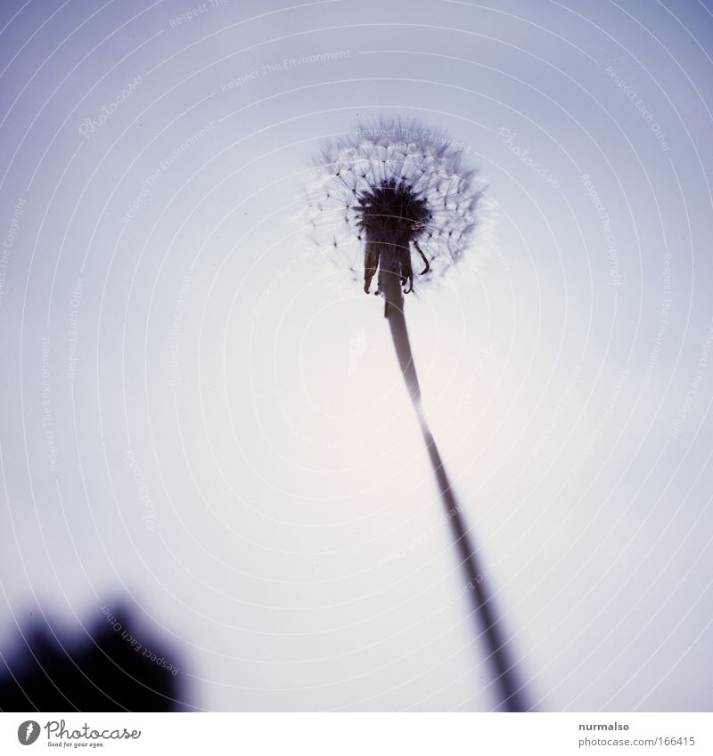used to be dandelion. Subdued colour Deserted Copy Space left Copy Space right Morning Worm's-eye view Organic produce Nature Animal Wind Plant Blossom
