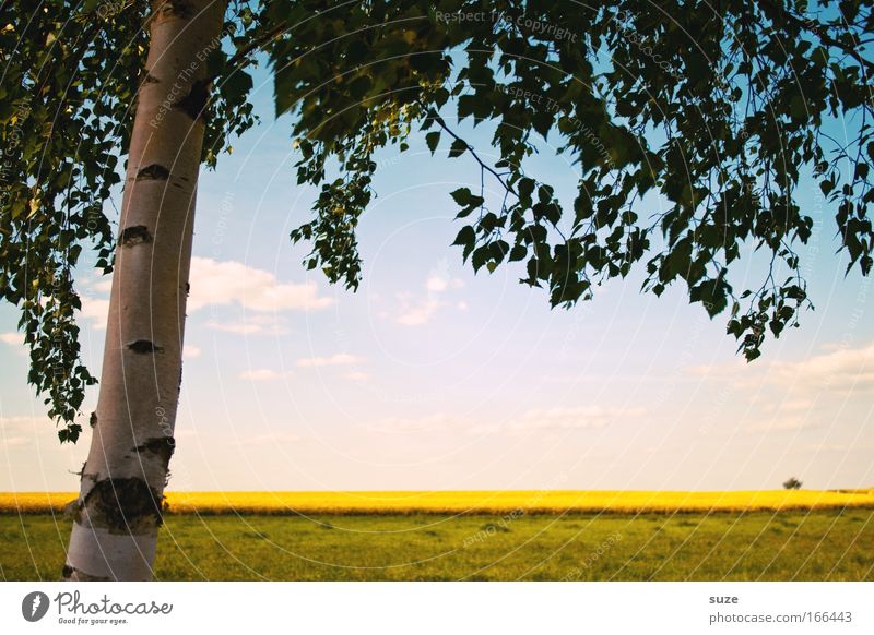 natural window Environment Nature Landscape Plant Elements Sky Clouds Summer Climate Beautiful weather Tree Grass Agricultural crop Birch tree Canola field