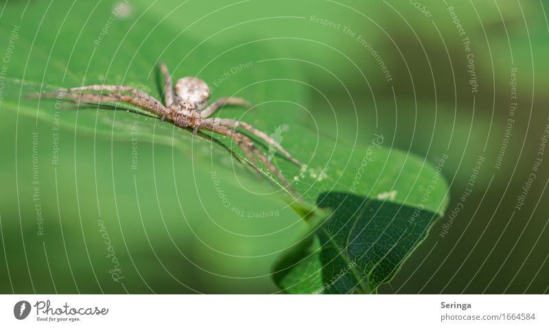 Waiting for prey Nature Plant Spring Summer Flower Grass Leaf Blossom Wild plant Garden Park Meadow Forest Animal Wild animal Spider Animal face 1 Movement