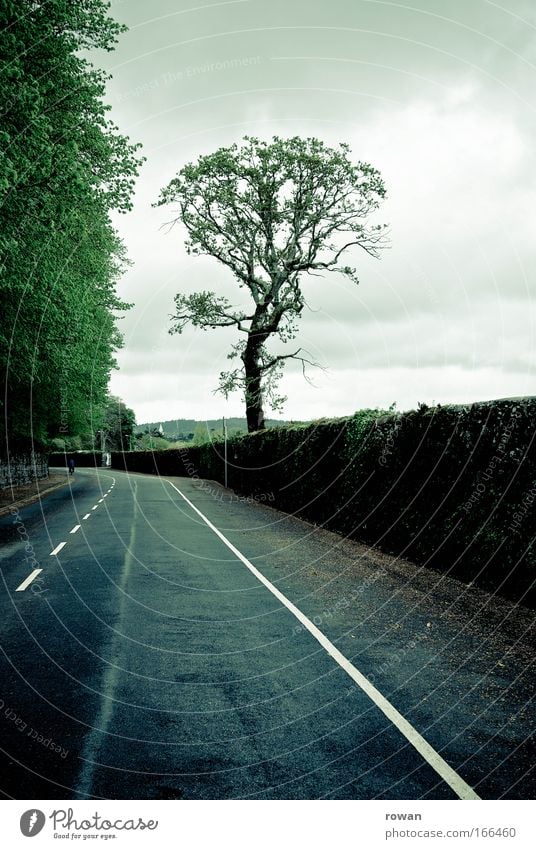 free ride Colour photo Subdued colour Central perspective Motoring Street Dark Cold Empty Free Freedom Tree Treetop Asphalt Ireland Driving Transport
