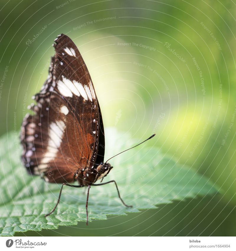 Butterfly sitting on a leaf with soft light Environment Nature Plant Animal Wild animal 1 Brown Green White Colour photo Exterior shot Copy Space right Day