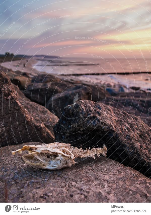 oller fishhead Fish Fish head Beach Stone Dusk Sunset Trash Biogradable waste Skeleton Head Animal skull Clouds Stage Angler Fishing (Angle) Creepy
