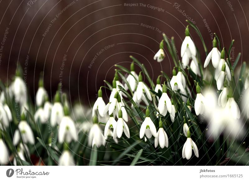 Soon it's time again... Environment Nature Plant Snow Foliage plant Snowdrop Garden Park Meadow Esthetic Winter Spring Spring fever Spring flower Onion