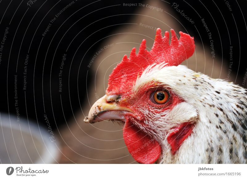 . Food Nutrition Leisure and hobbies Environment Nature Animal Farm animal Bird Animal face Wing Barn fowl 1 Communicate Crest Beak Eyes Feather Red