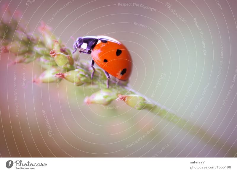 lucky beetle Nature Plant Animal Spring Summer Blossom Foliage plant Wild animal Beetle Seven-spot ladybird Ladybird Insect 1 Crawl Esthetic Happy Positive