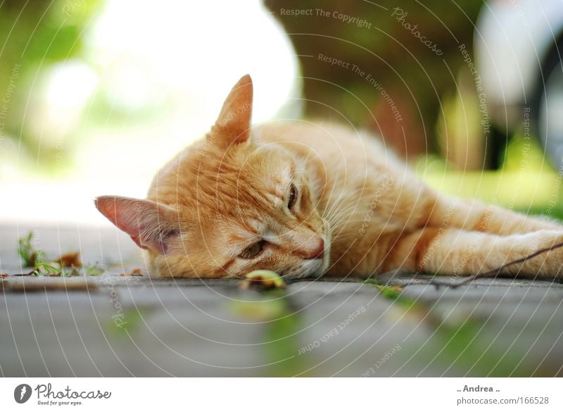 Red Tiger 19 Animal Pet Cat Animal face Paw Stone Lie Sleep Cuddly Cute mackerelled roomier mietzi hangover Colour photo Close-up Day Blur