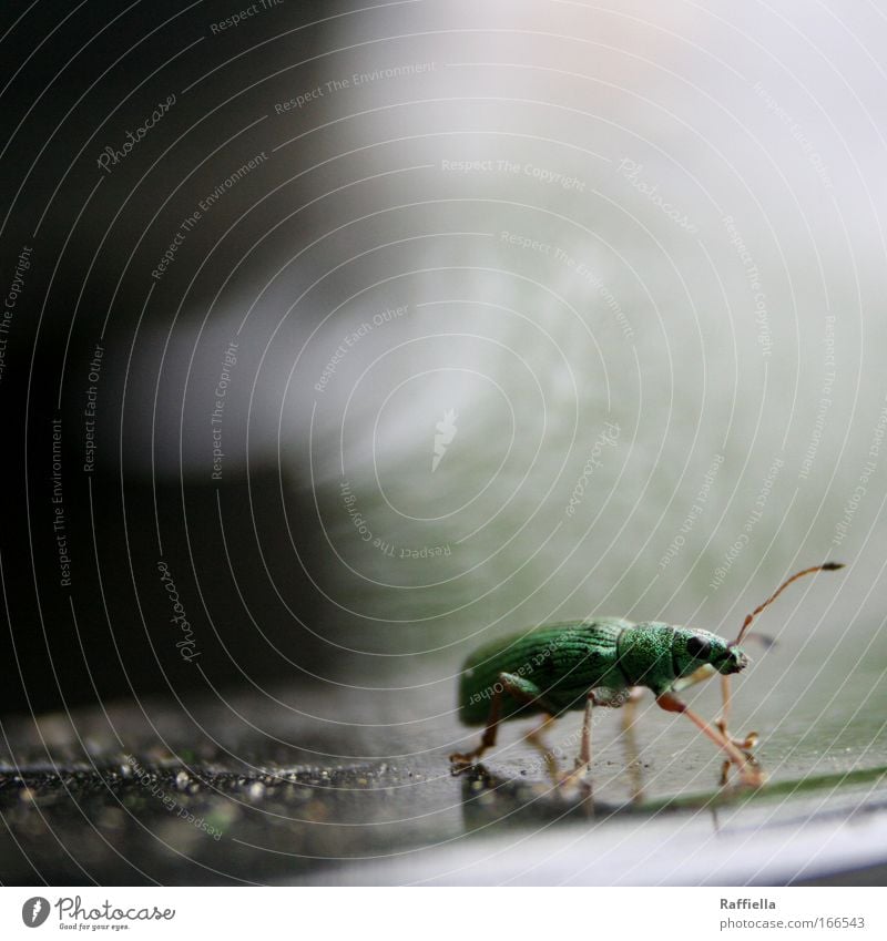he went away and never came back. Colour photo Exterior shot Macro (Extreme close-up) Deserted Animal portrait Forward Beetle Going Glittering Green Loneliness