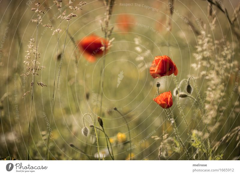 Wednesday-M O H N Poppy blossom Elegant Style Nature Summer Beautiful weather Plant Flower Blossom Wild plant poppy red Poppy leaf Grass Flower meadow