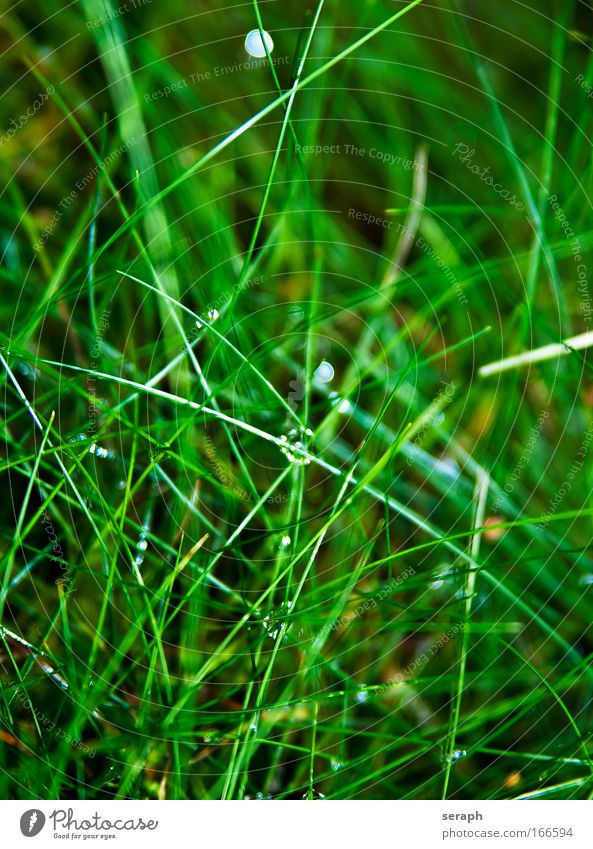 Grass Common Reed biotopes blades of grass detail grass country Nature Flower Meadow blurred bitter Plant Environment Blossoming Verdant Wind Background picture
