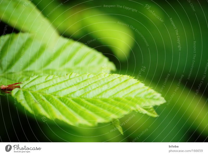 photosynthesis Colour photo Subdued colour Exterior shot Detail Pattern Deserted Copy Space right Copy Space top Evening Blur Shallow depth of field Environment