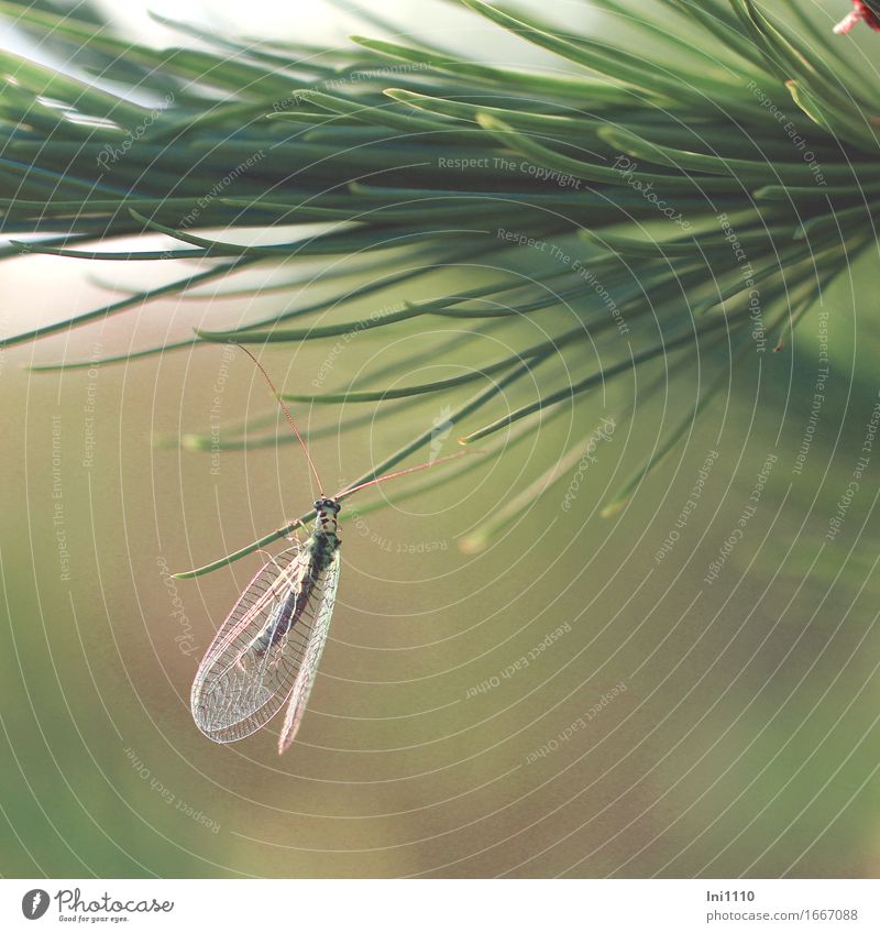 Lacewing on a larch branch Plant Animal Spring Summer Beautiful weather Tree Larch Forest Wild animal Fly Animal face Grand piano Common green lacewing 1 Hang