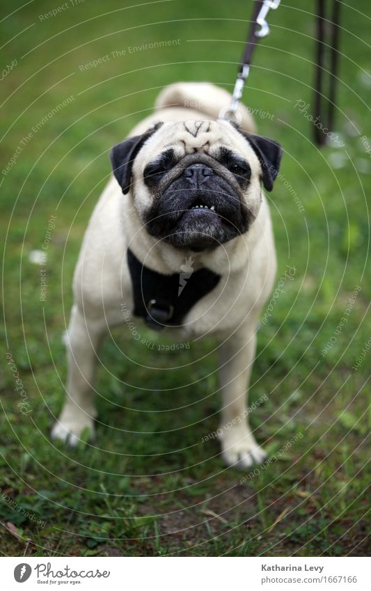 head up Allergy Leisure and hobbies Playing Summer Grass Garden Park Meadow Animal Pet Dog Pug 1 Observe Small Curiosity Cute Green Responsibility Patient