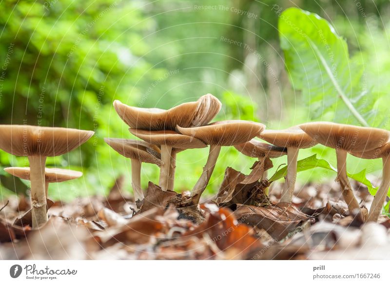 mushrooms in natural ambiance Nature Plant Forest Hat Growth Brown Mushroom flat angle group slats reason fungal infestation Seasons cap detail Biology Natural