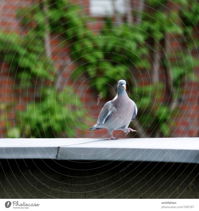The dove on the hot tin roof Nature Spring Ivy Facade Terrace Roof Animal Pigeon Wing Claw 1 Brick Going Blue Gray Green Red Pride Colour photo Exterior shot