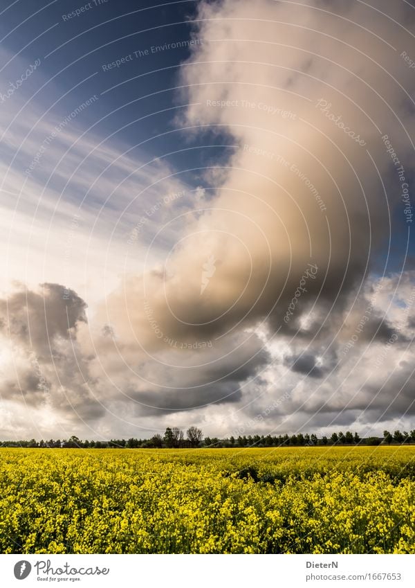 storm front Environment Landscape Sky Clouds Storm clouds Spring Climate Weather Beautiful weather Plant Bushes Agricultural crop Field Blue Yellow White Canola