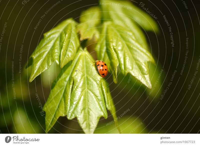 Ladybird on fresh green Nature Plant Animal Foliage plant Wild animal Beetle 1 To feed Fresh Bright Insect Sweet wild life Wilderness shoots Bright green