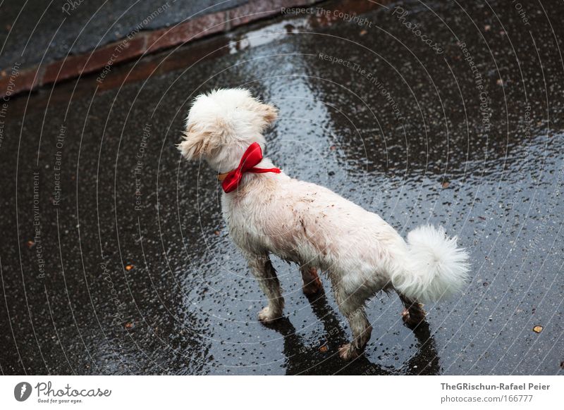 poodle wet Colour photo Exterior shot Evening Twilight Reflection Bird's-eye view Animal Pet Dog 1 Freeze Looking Wet Red White Appetite Loneliness Exhaustion